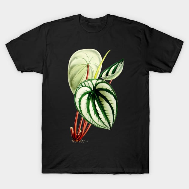 Peperomia argyreia - Curtis' botanical magazine - Botanical Illustration T-Shirt by chimakingthings